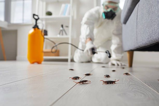 Commercial Kitchen Cockroach Control in Mesita